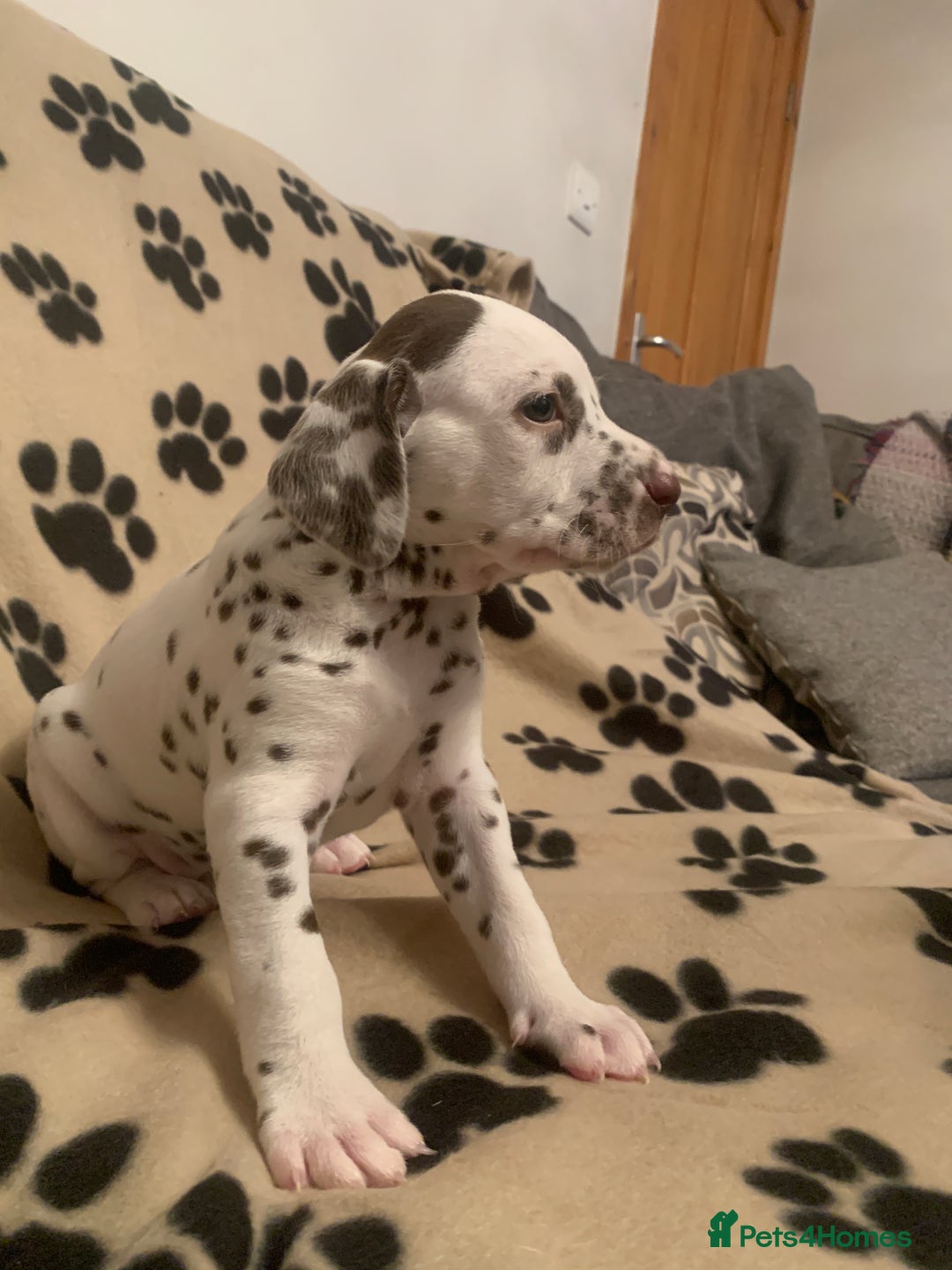 Dalmatian dogs for sale: KC Dalmatian Puppies  - Image 10