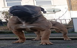 Cane Corso dogs for stud: Russian import cane corso - Image 8