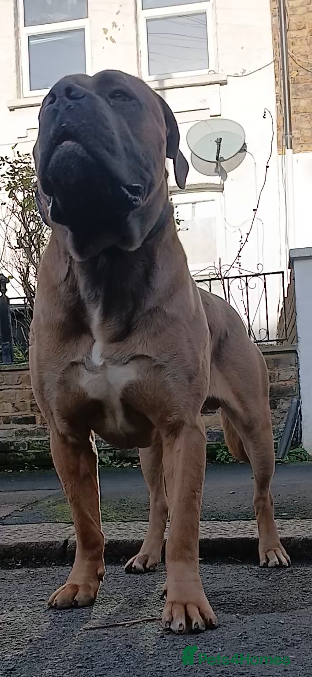 Cane Corso dogs for stud: Russian import cane corso - Image 8