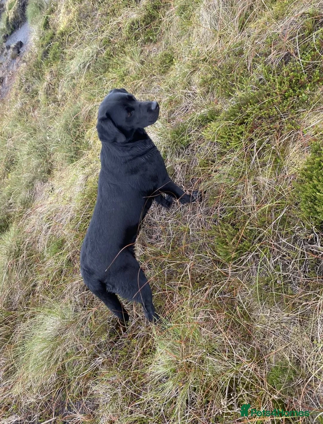 Labrador Retriever dogs for sale: 5 beautiful KC Labrador pups - Advert 2