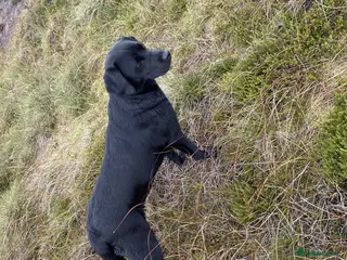 Labrador Retriever dogs 5 beautiful KC Labrador pups - Advert 2