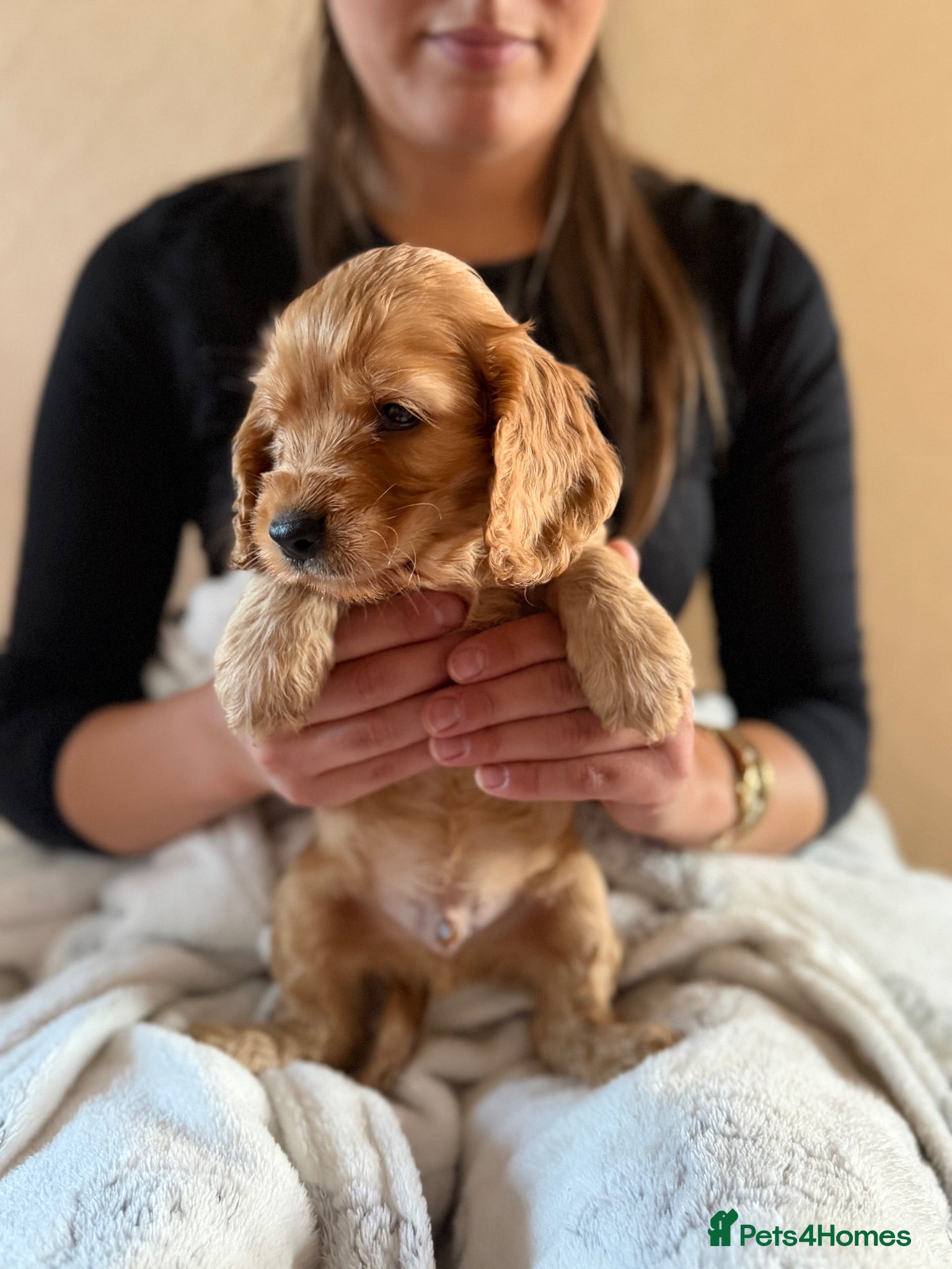 Cocker Spaniel dogs (4 left) KC show type cocker spaniel puppies - Advert 15