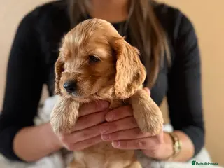 Cocker Spaniel dogs (4 left) KC show type cocker spaniel puppies - Advert 15
