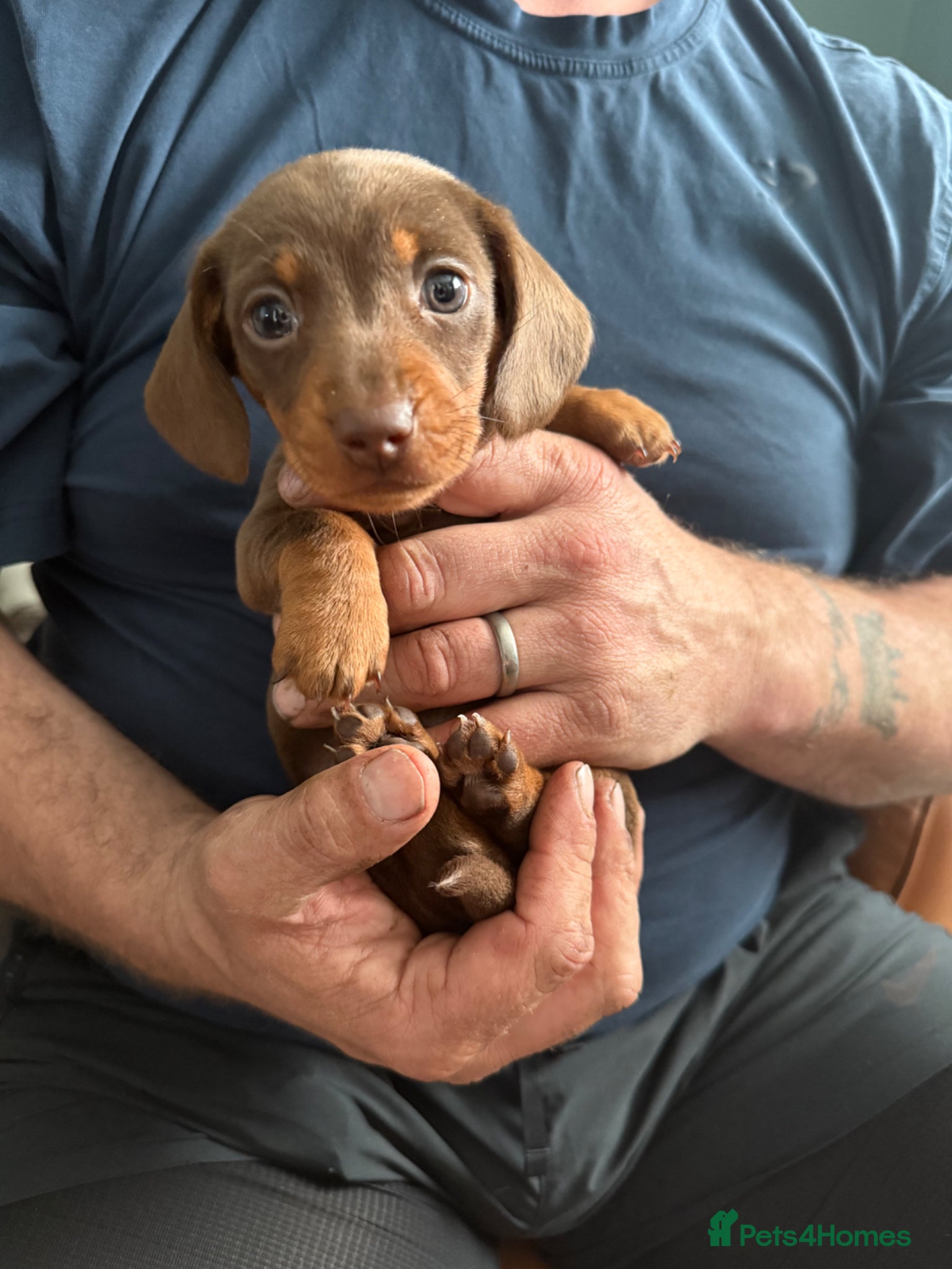 Miniature Dachshund dogs Beautiful Light Brown & Tan female dachshund.  - Advert 19