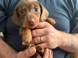 Miniature Dachshund dogs Beautiful Light Brown & Tan female dachshund. - Advert 19