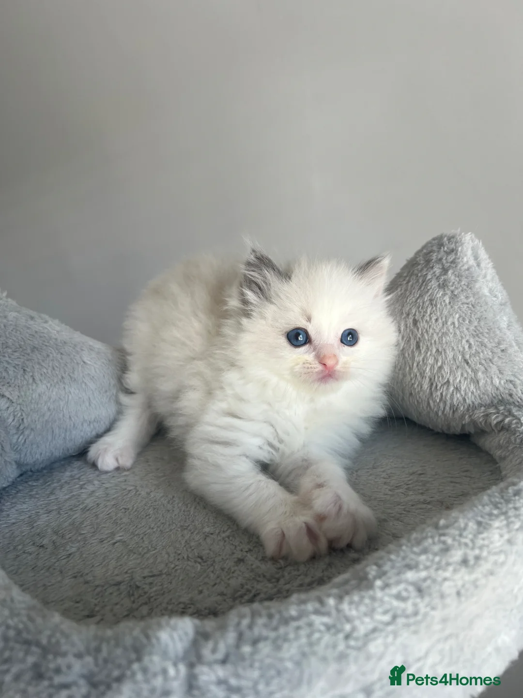 Ragdoll cats for sale: Registered Ragdoll kittens for sale - Advert 31