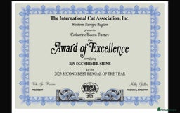 Bengal cats for sale: Snow and Brown boy TICA bengal kittens  - Image 12