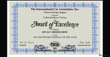 Bengal cats - Advert 5