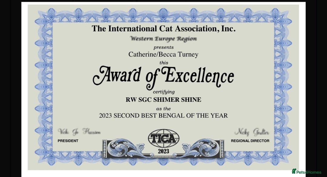 Bengal cats for sale: Snow and Brown boy TICA bengal kittens  - Image 12