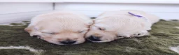 Golden Retriever dogs for sale: Chunky cream and golden puppies - Advert 4