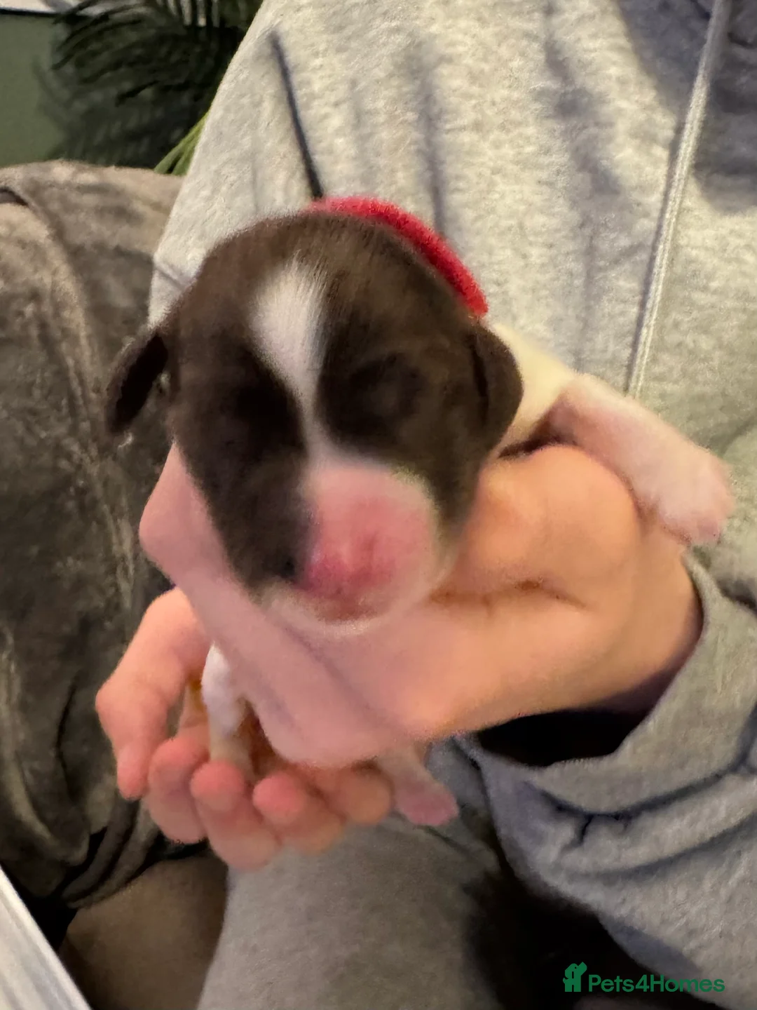 English Springer Spaniel dogs for sale: Adorable KC Registered Springer Spaniel Puppies - Advert 12