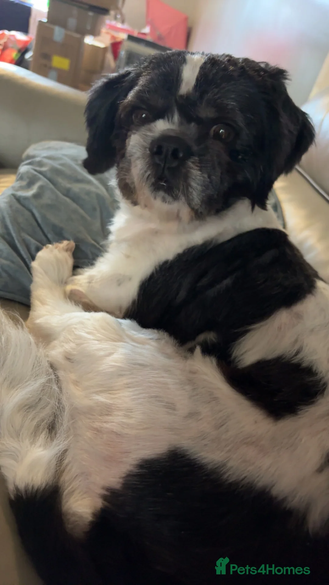 Shih Tzu dogs for sale: Teddy  - Advert 2