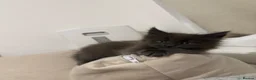 Maine Coon cats for sale: Pedigree GCCF Russian Kazakhstan import line - Advert 28