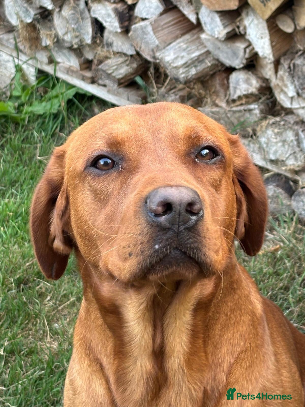 Labrador Retriever dogs Puppy for sale - Advert 12