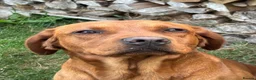 Labrador Retriever dogs for sale: Puppy for sale in Swindon - Advert 5