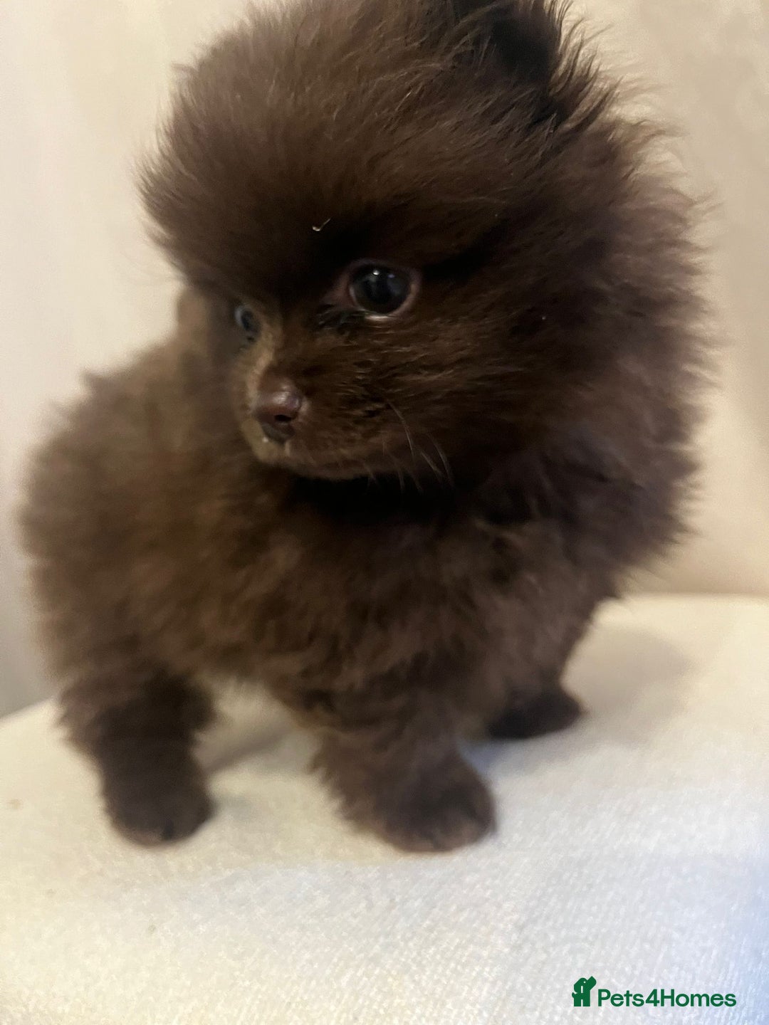Pomeranian dogs for sale: Beautiful short snout kc pomeranian puppies - Image 8