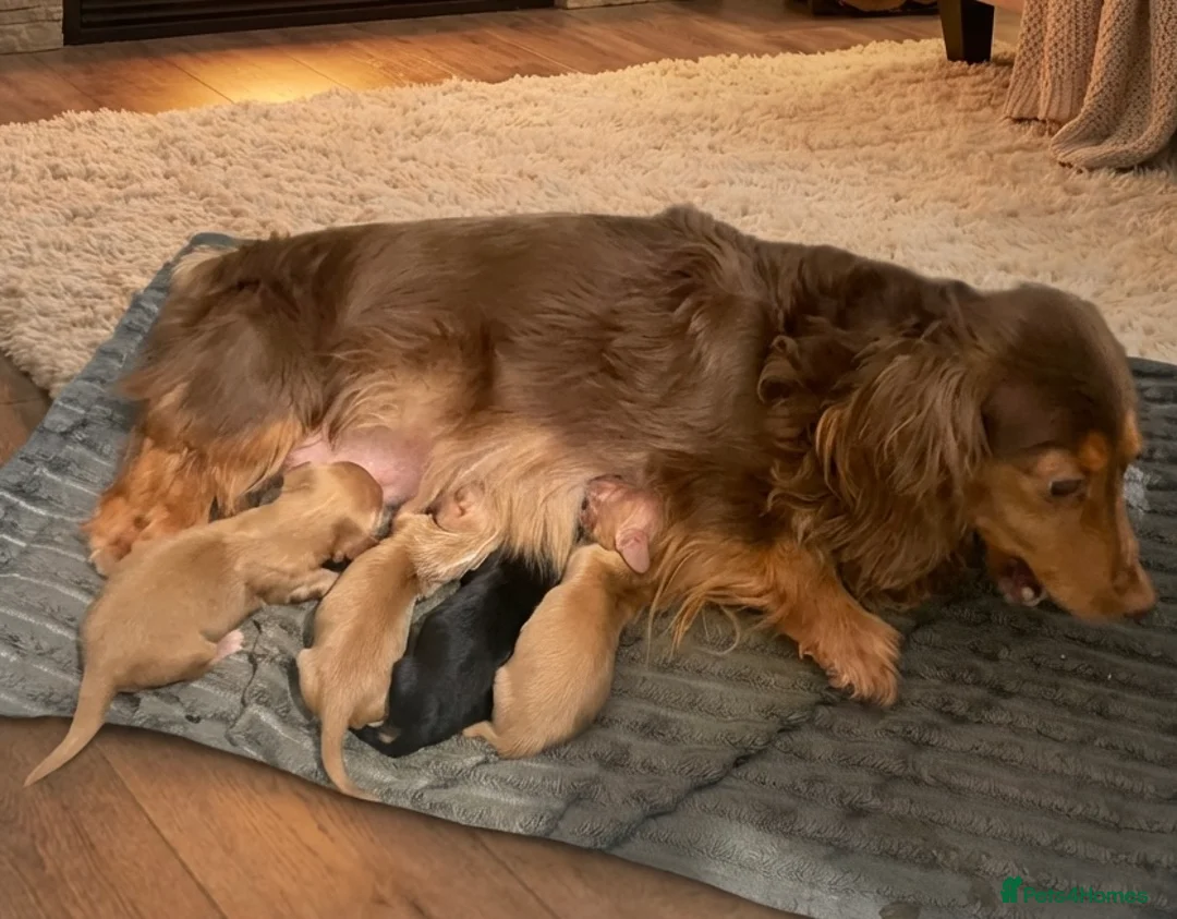 Dachshund dogs for sale: KC miniature long hair cream dachshund for sale  in Colchester - Advert 14