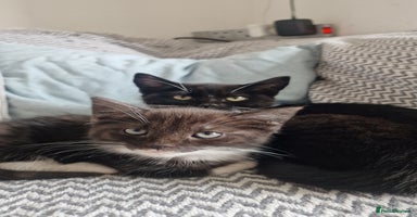 Domestic Shorthair cats - Advert 10