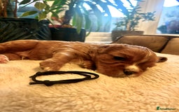 Cavalier King Charles Spaniel dogs for sale: 🫶🏻 Cavalier King Charles 🐶 - Image 5