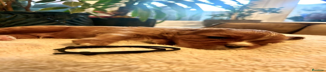 Cavalier King Charles Spaniel Puppy 7