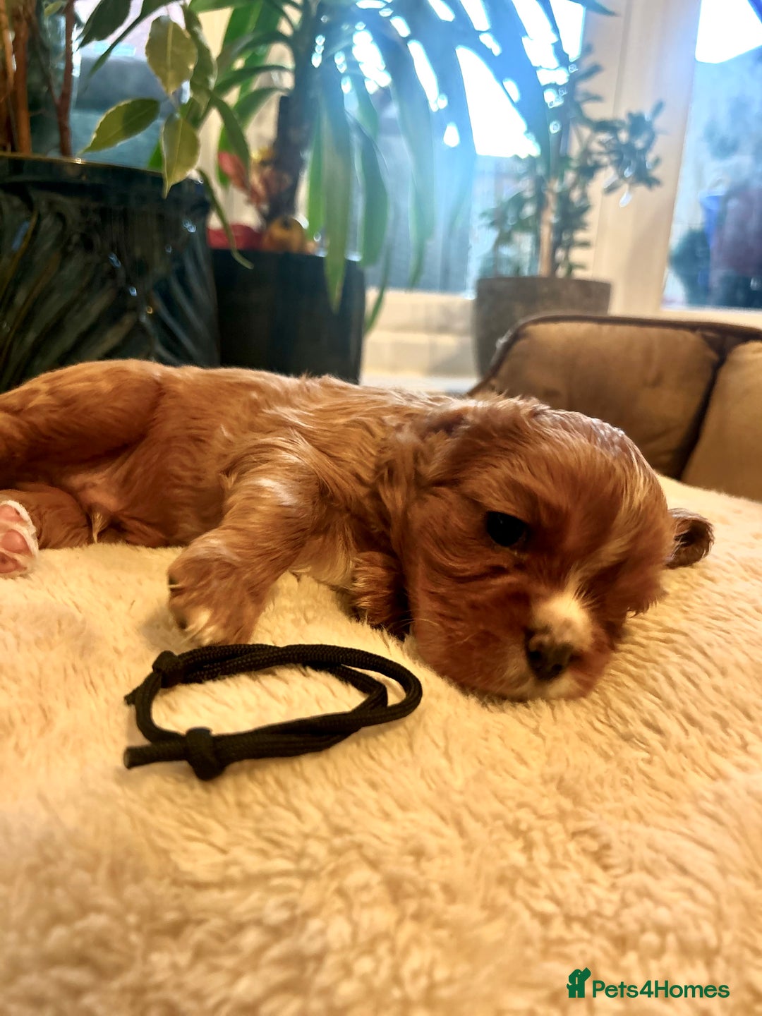 Cavalier King Charles Spaniel dogs for sale: 🫶🏻 Cavalier King Charles 🐶 - Image 5