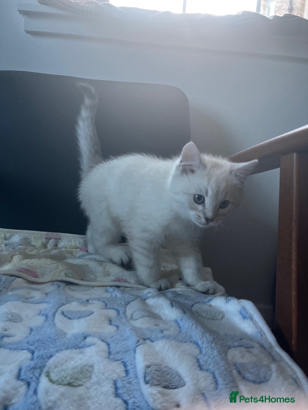 British Shorthair cats for sale: BRITISH SHORTHAIR KITTENS - Advert 18