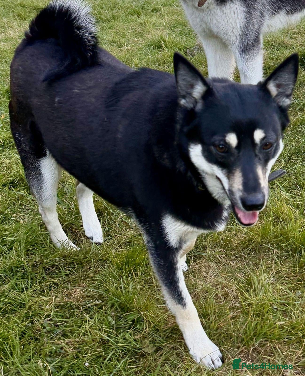 German Shepherd dogs for sale: Merry, female, German Shepherd  in West Malling - Advert 3