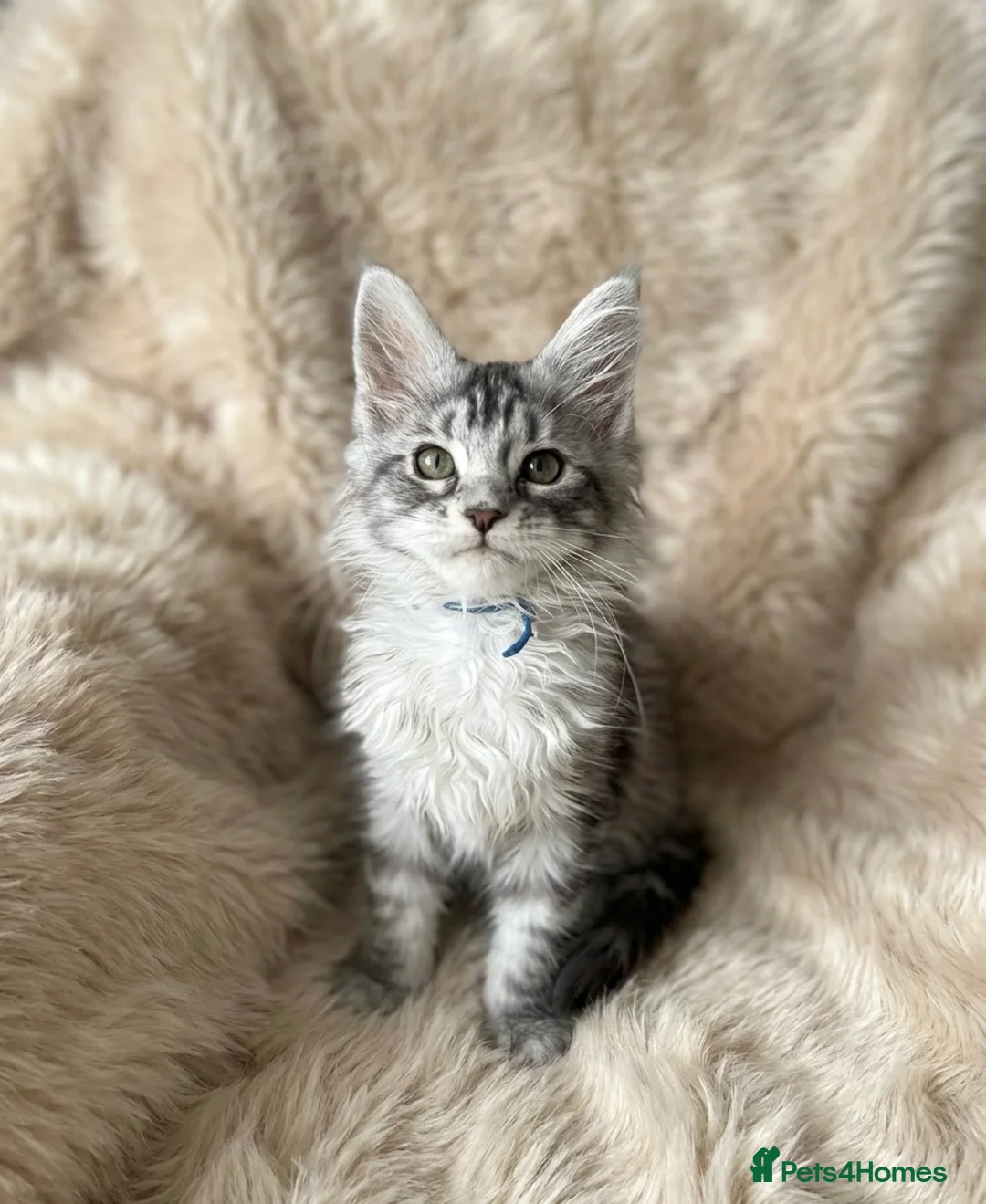 Maine Coon cats for sale: Stunning TICA registered Maine Coon Kittens - Advert 2