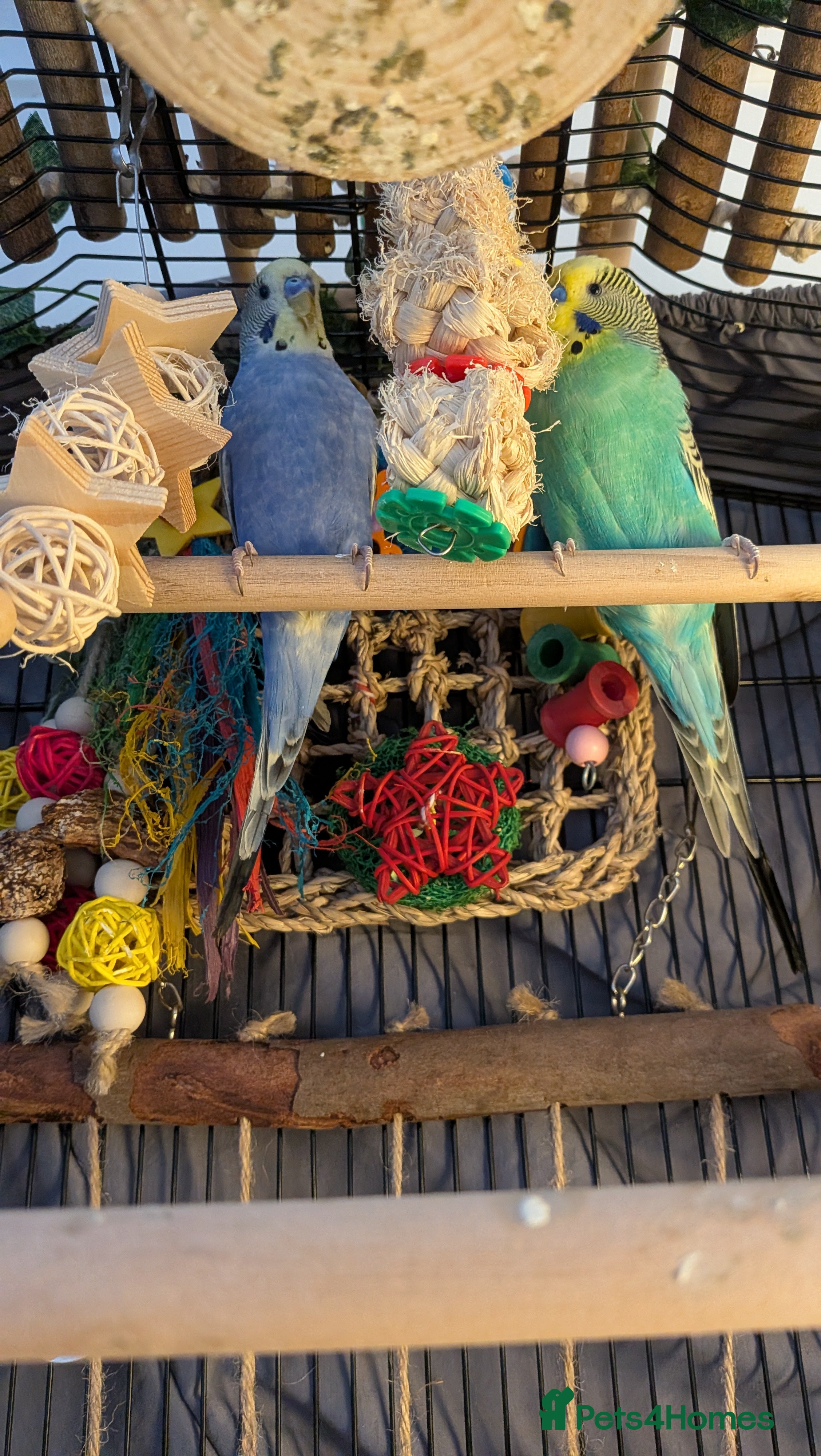 Budgerigars birds 2 male budgies need a new home - Advert 2