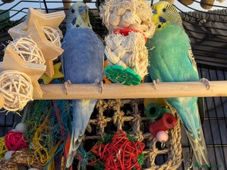 Budgerigars birds 2 male budgies need a new home - Advert 2