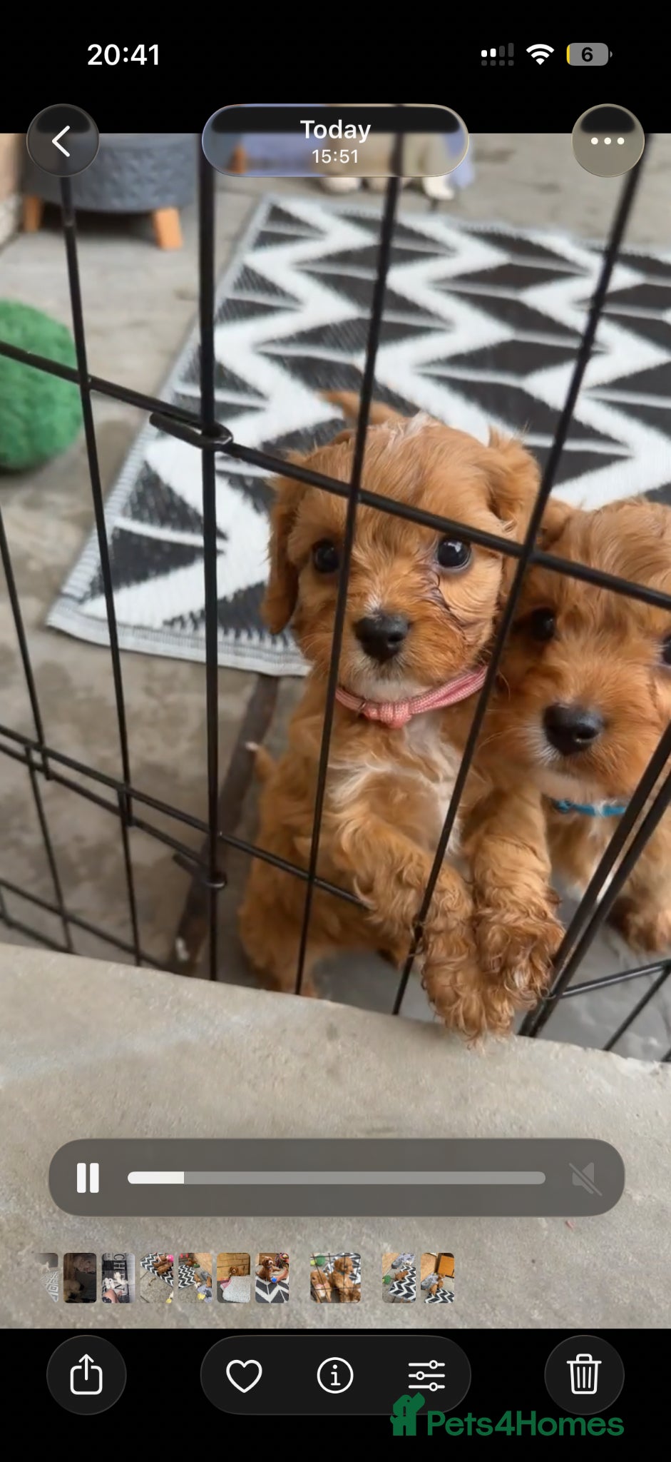Cavapoo dogs F1 cavapoos 🥰dna health clear parents,💙🩷  - Advert 2