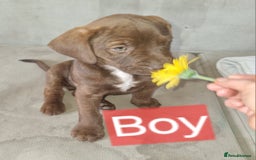 Mixed Breed dogs for sale: Mixer breed puppys  - Image 1
