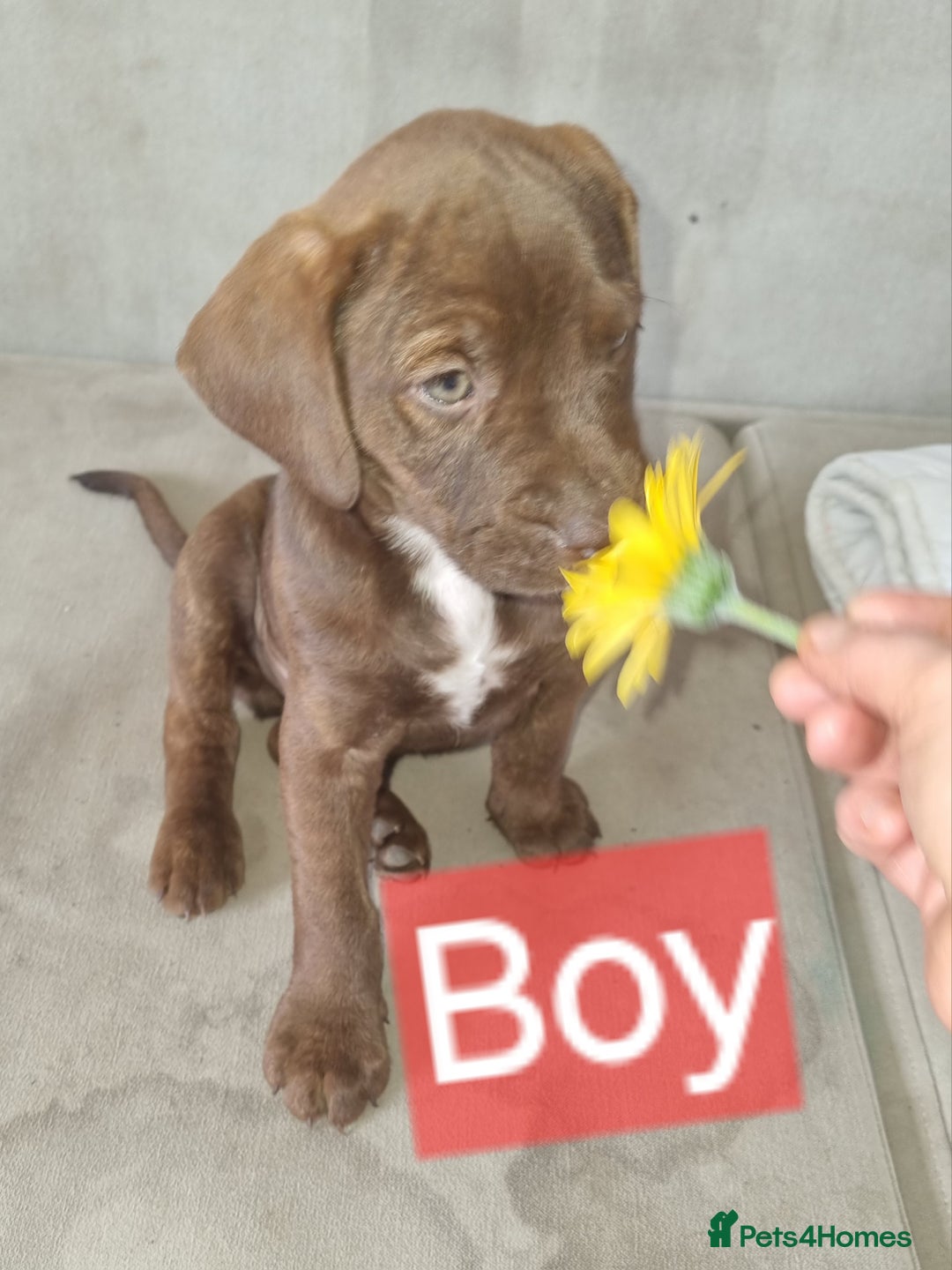 Mixed Breed dogs for sale: Mixer breed puppys  - Image 1
