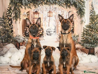 Belgian Shepherd Dog dogs Belgian Malinois Puppies - Advert 1