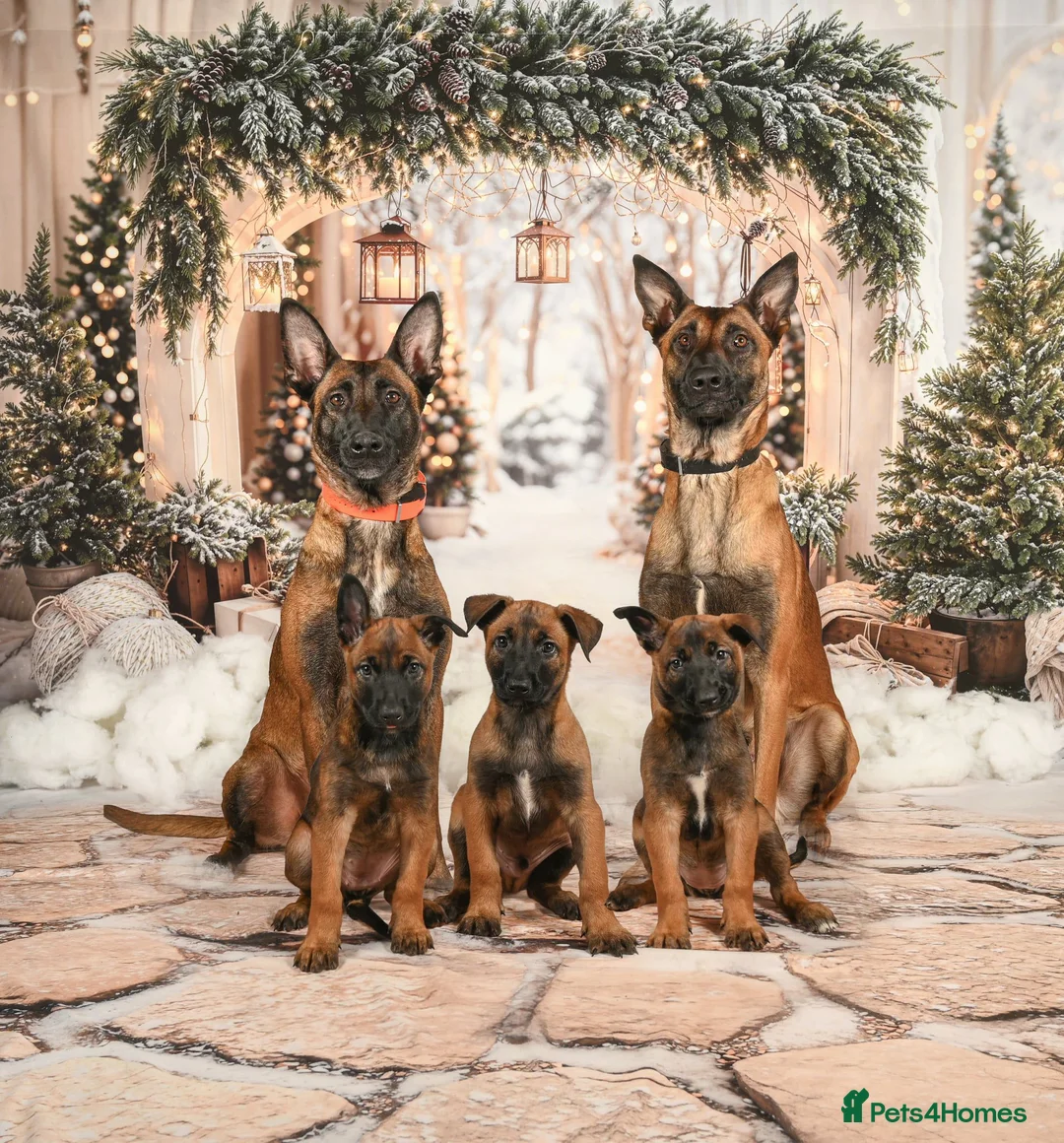 Belgian Shepherd Dog dogs for sale: Belgian Malinois Puppies - Advert 1