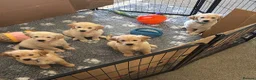Golden Retriever dogs for sale: READY NOW Royal Kennel Club Boy - Advert 6
