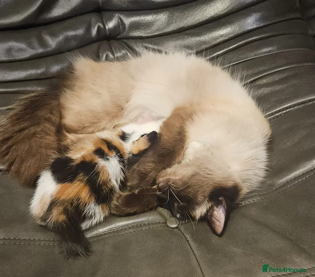 Mixed Breed cats for sale: Super sweet girl kitten available now East London - Advert 1