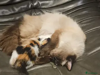 Mixed Breed cats Super sweet girl kitten available now East London - Advert 2