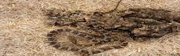 Corn Snake reptiles for sale: Beautiful, Captive-Bred Corn Snakes – DJL Exotics - Advert 4