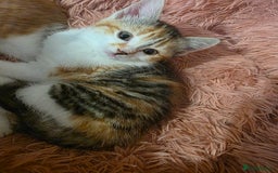 Exotic cats for sale: Stunning girl  - Image 1