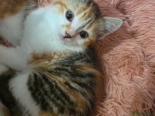 Exotic cats - Advert 14