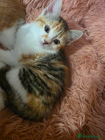 Exotic cats - Advert 1