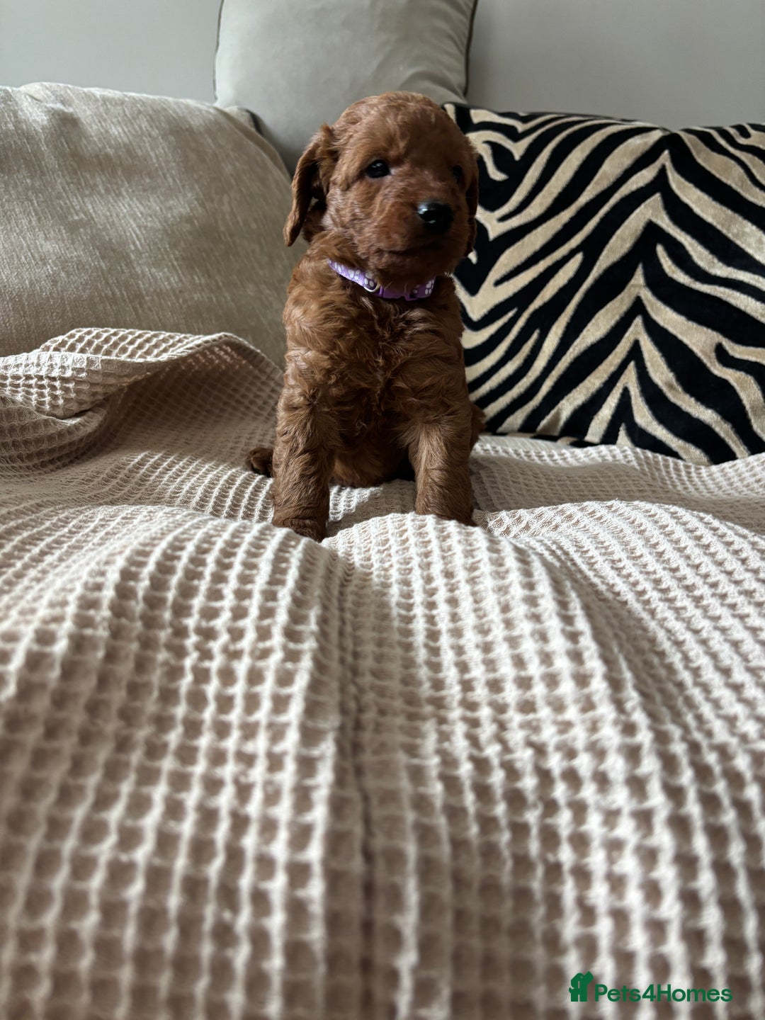 Labradoodle dogs for sale: Red curly labradoodles (F1b) - Image 6