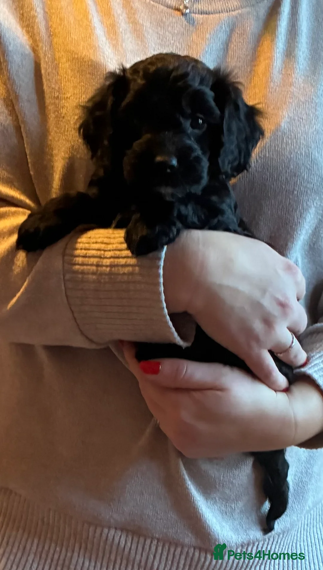 Cockapoo dogs for sale: Cockerpoo puppies  - Advert 10