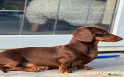 Miniature Dachshund dogs for sale: Miniature dachshund puppies - Image 18