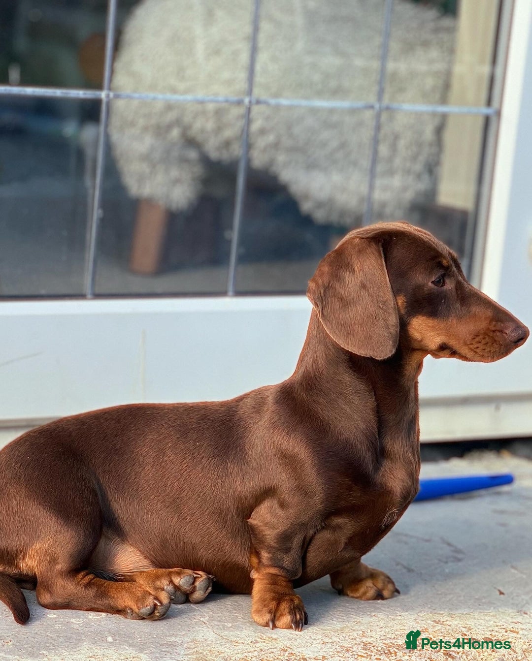 Miniature Dachshund dogs for sale: Miniature dachshund puppies - Image 18