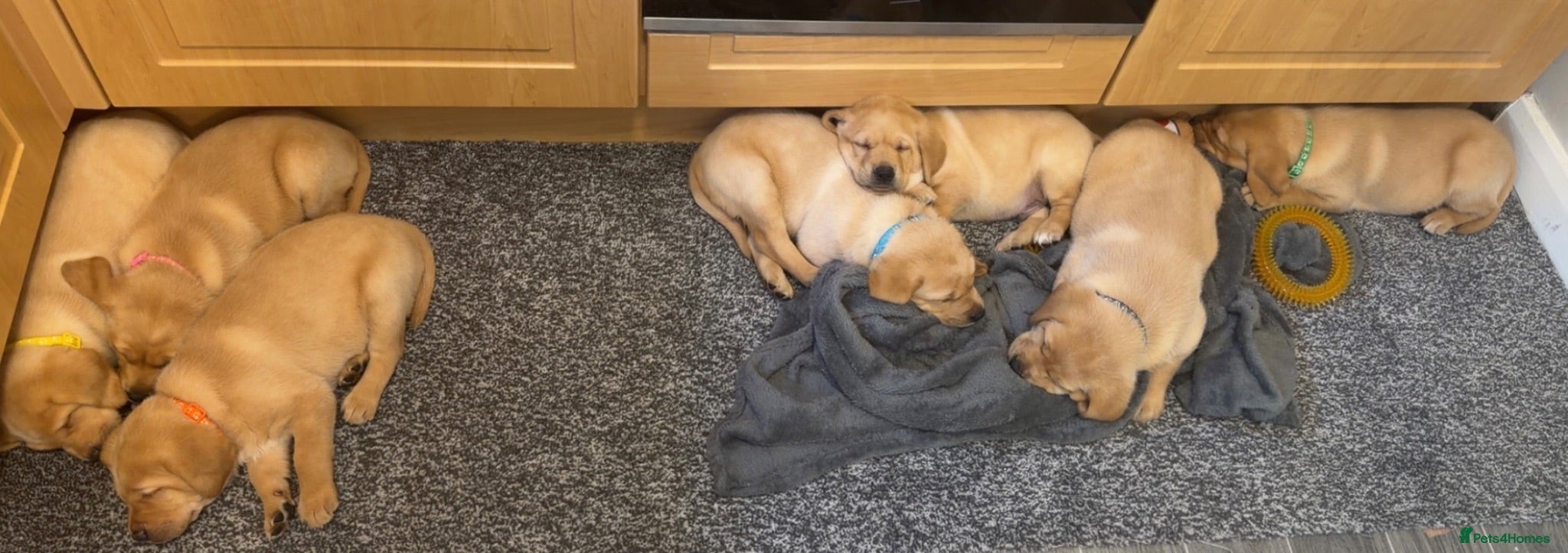 Labrador Retriever dogs Beautiful chunky yellow Labrador puppies  - Advert 1