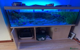 Other/Mixed Breed fish for sale: Mix fish - Image 1