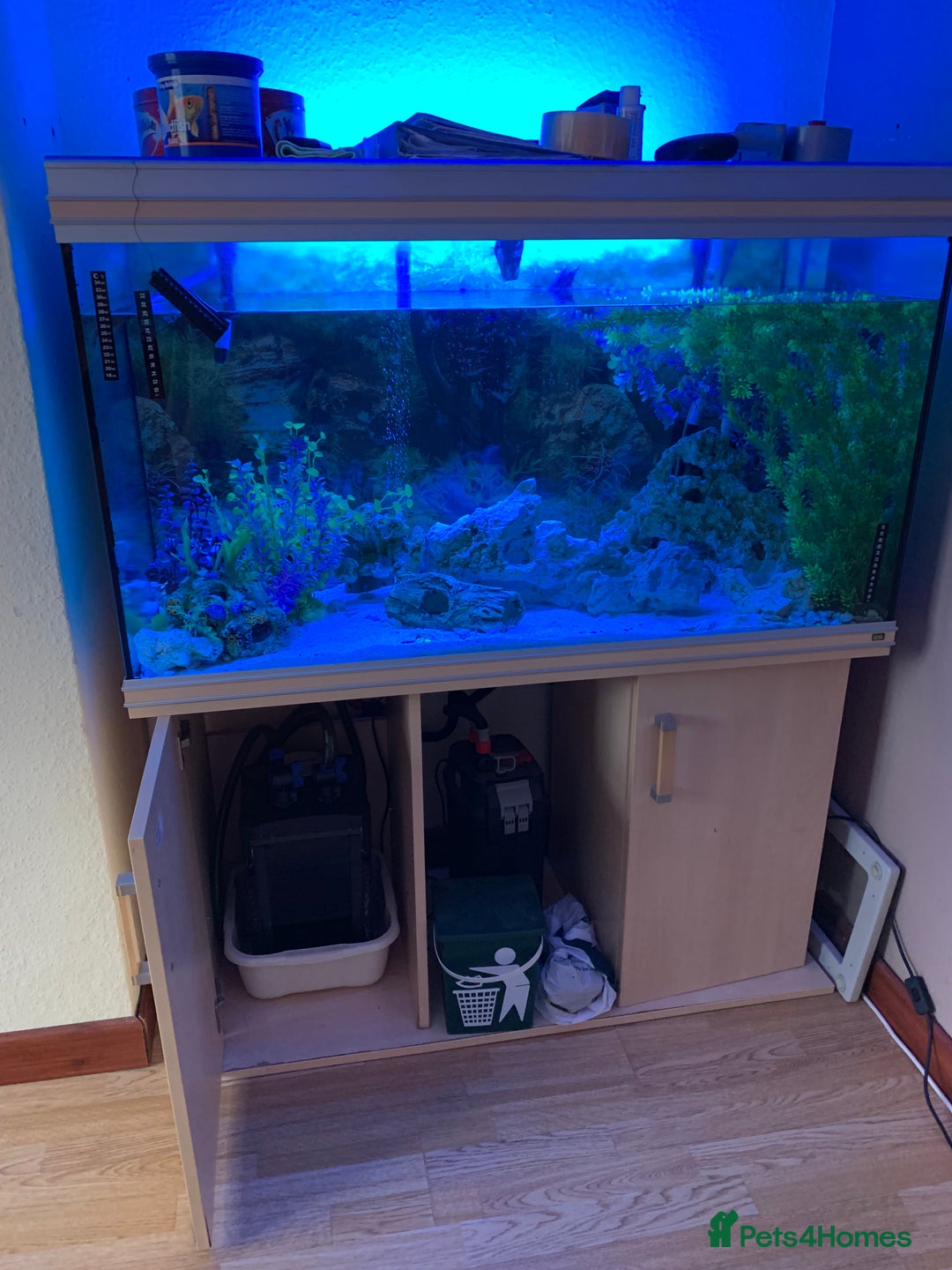 Other/Mixed Breed fish for sale: Mix fish - Image 1