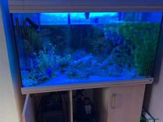 Other/Mixed Breed fish - Advert 5